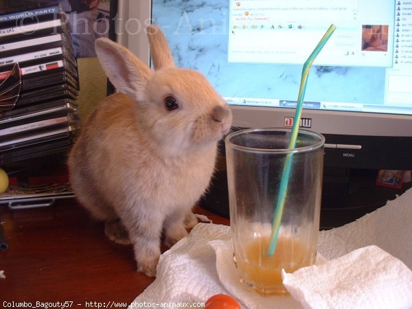 Photo de Lapin