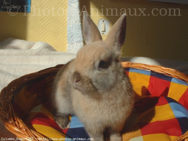 Photo de Lapin