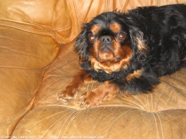 Photo de King charles spaniel