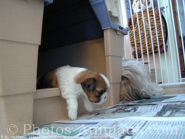 Photo de Shih tzu