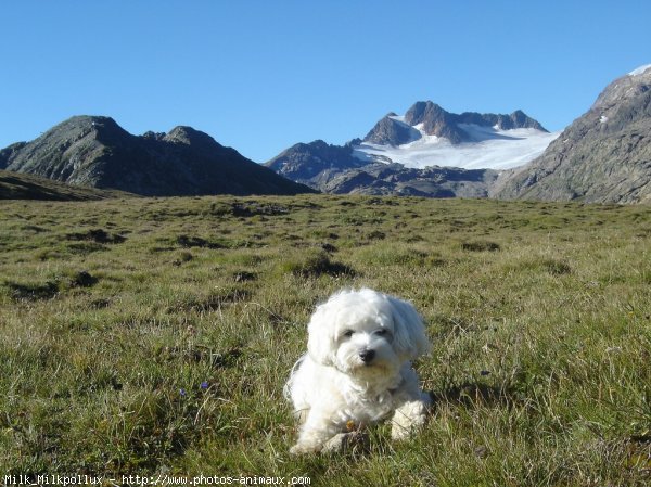 Photo de Bichon maltais