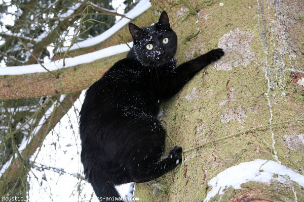 Photo de Chat domestique