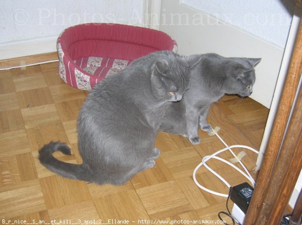 Photo de Chartreux