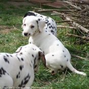 Photo de Dalmatien