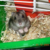 Photo de Hamster