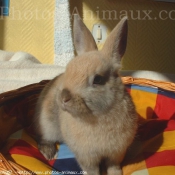 Photo de Lapin