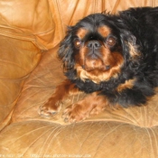 Photo de King charles spaniel