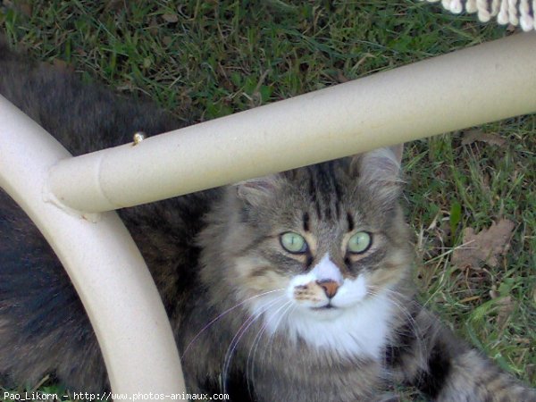 Photo de Chat domestique