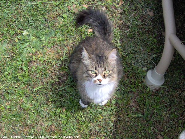 Photo de Chat domestique