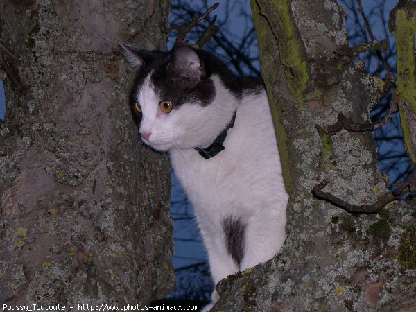 Photo de Chat domestique