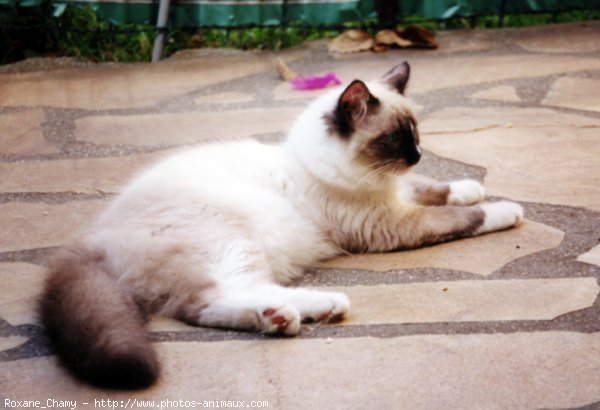 Photo de Ragdoll