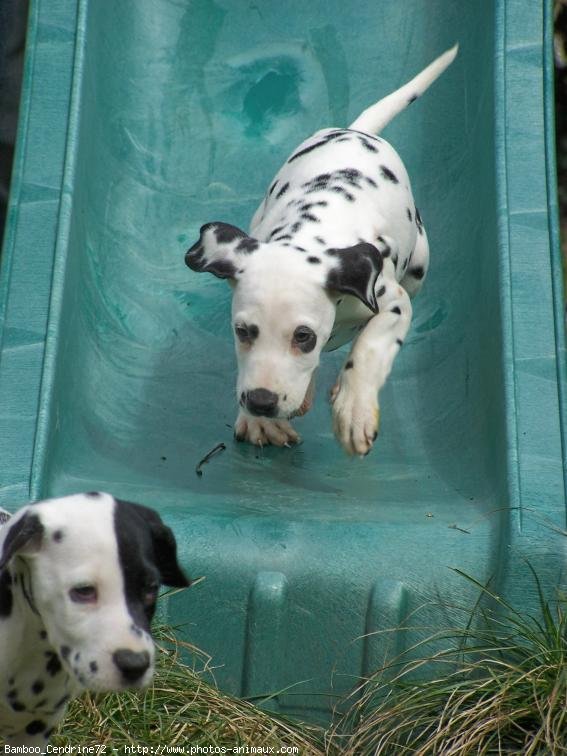 Photo de Dalmatien