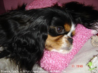 Photo de Cavalier king charles spaniel