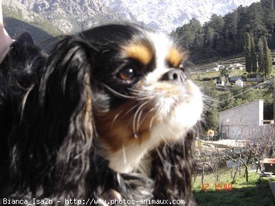 Photo de Cavalier king charles spaniel