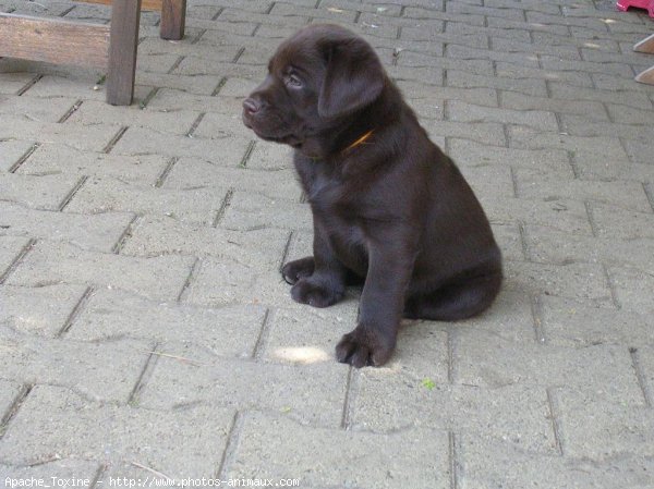 Photo de Labrador retriever