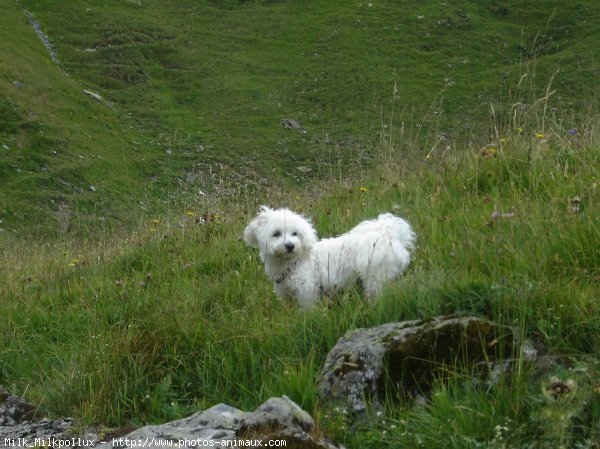 Photo de Bichon maltais