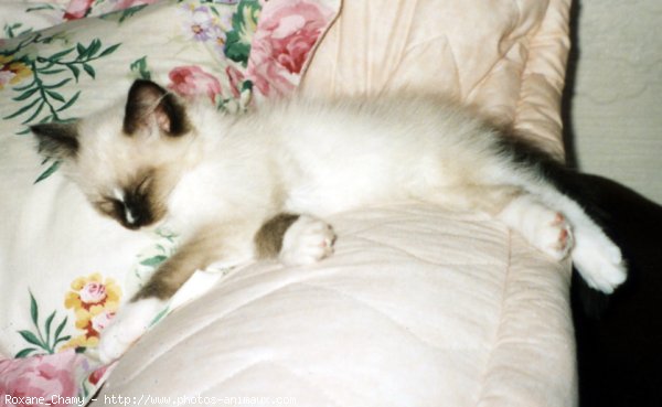 Photo de Ragdoll