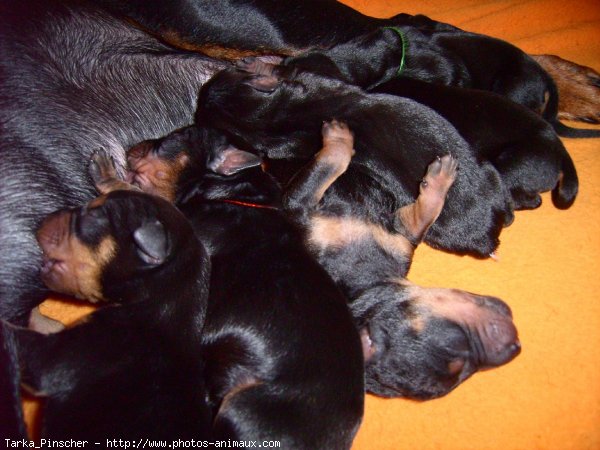 Photo de Pinscher allemand