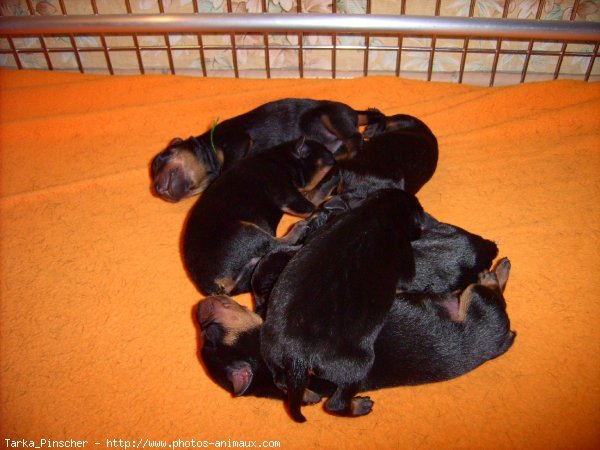 Photo de Pinscher allemand