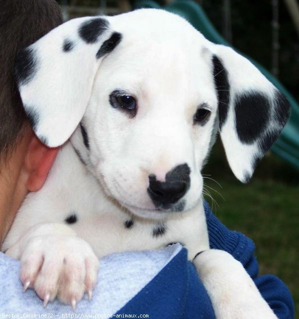 Photo de Dalmatien