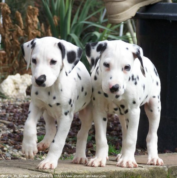 Photo de Dalmatien