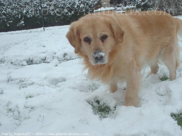 Photo de Golden retriever