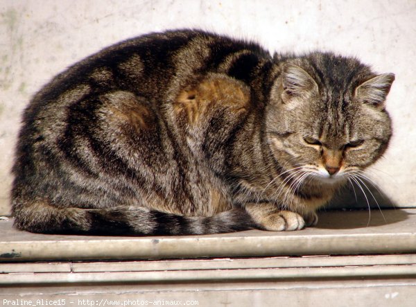 Photo de Chat domestique