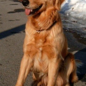 Photo de Golden retriever