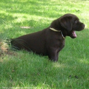 Photo de Labrador retriever