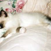 Photo de Ragdoll