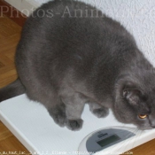 Photo de Chartreux