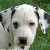 Photo de Dalmatien