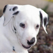 Photo de Dalmatien