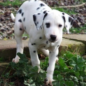 Photo de Dalmatien