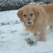 Photo de Golden retriever