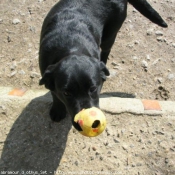 Photo de Labrador retriever