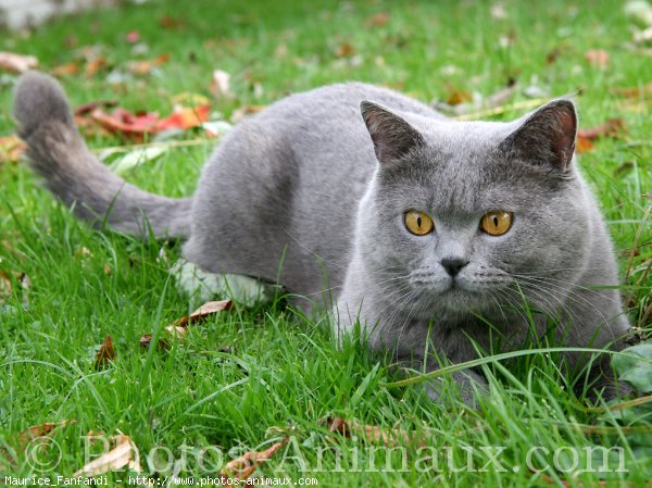 Photo de British shorthair