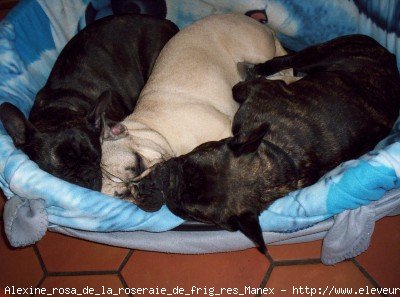 Photo de Bouledogue franais