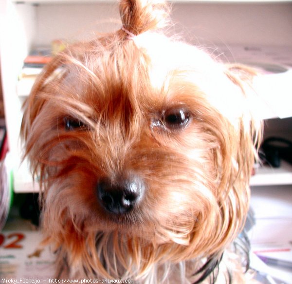 Photo de Yorkshire terrier