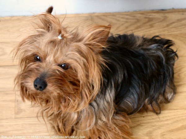 Photo de Yorkshire terrier