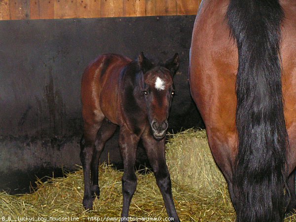 Photo de Quarter horse