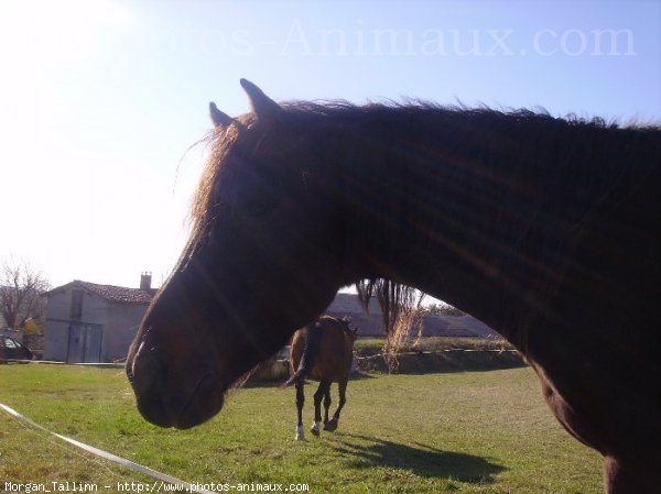 Photo de Races diffrentes