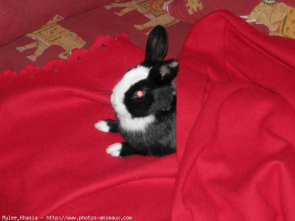 Photo de Lapin