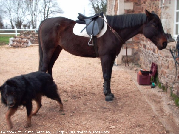 Photo de Races diffrentes