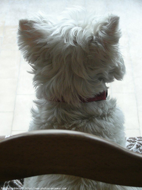 Photo de West highland white terrier