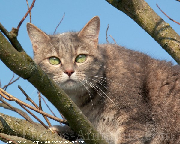 Photo de Chat domestique