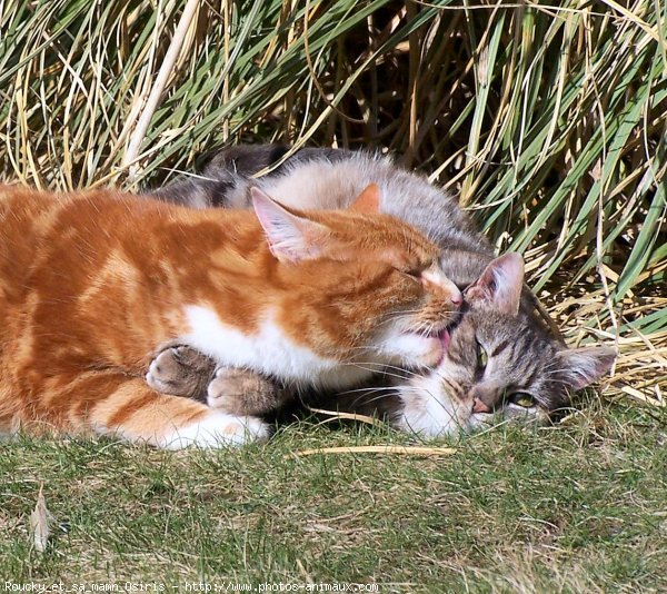 Photo de Chat domestique