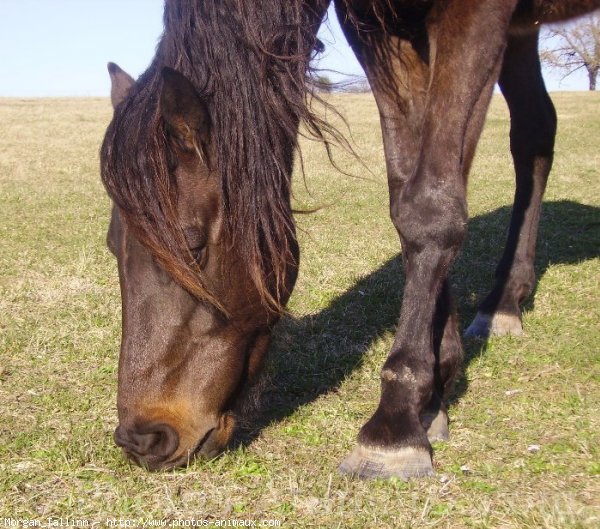 Photo de Races diffrentes