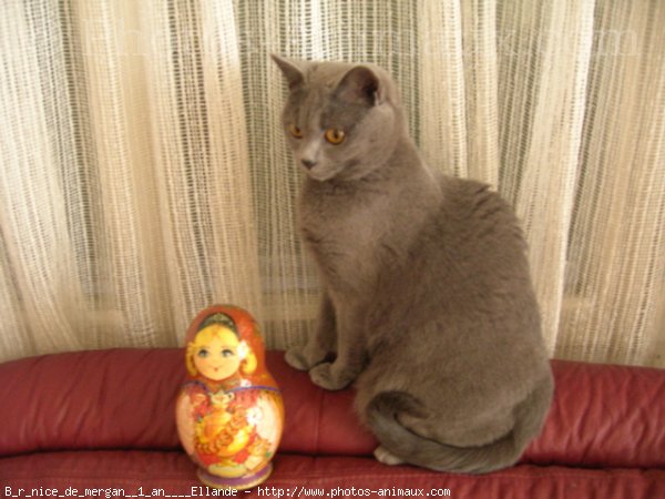 Photo de Chartreux