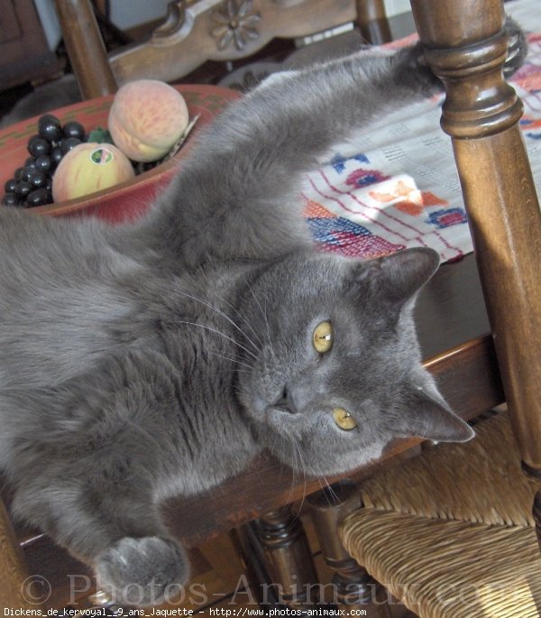 Photo de Chartreux